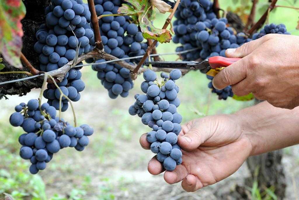 Сорт винограда «ркацители» — описание сорта, полезные свойства, вред