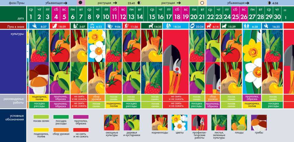 Лунный календарь цветовода на сентябрь 2020 года: комнатные растения и цветы