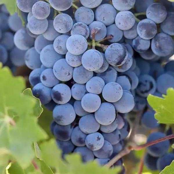 Каберне совиньон виноград: описание сорта, виды, выращивание и уход