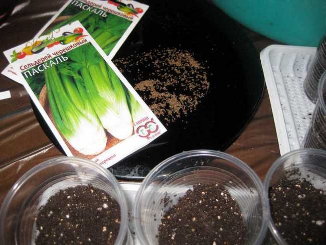 Выращивание петрушки в открытом грунте от посева до урожая