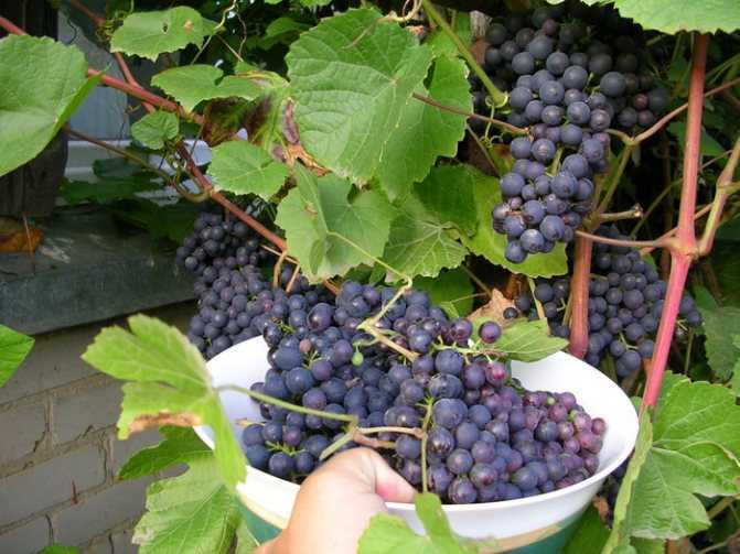 Виноград таежный описание сорта, особенности выращивания, фото и отзывы - dc61.ru