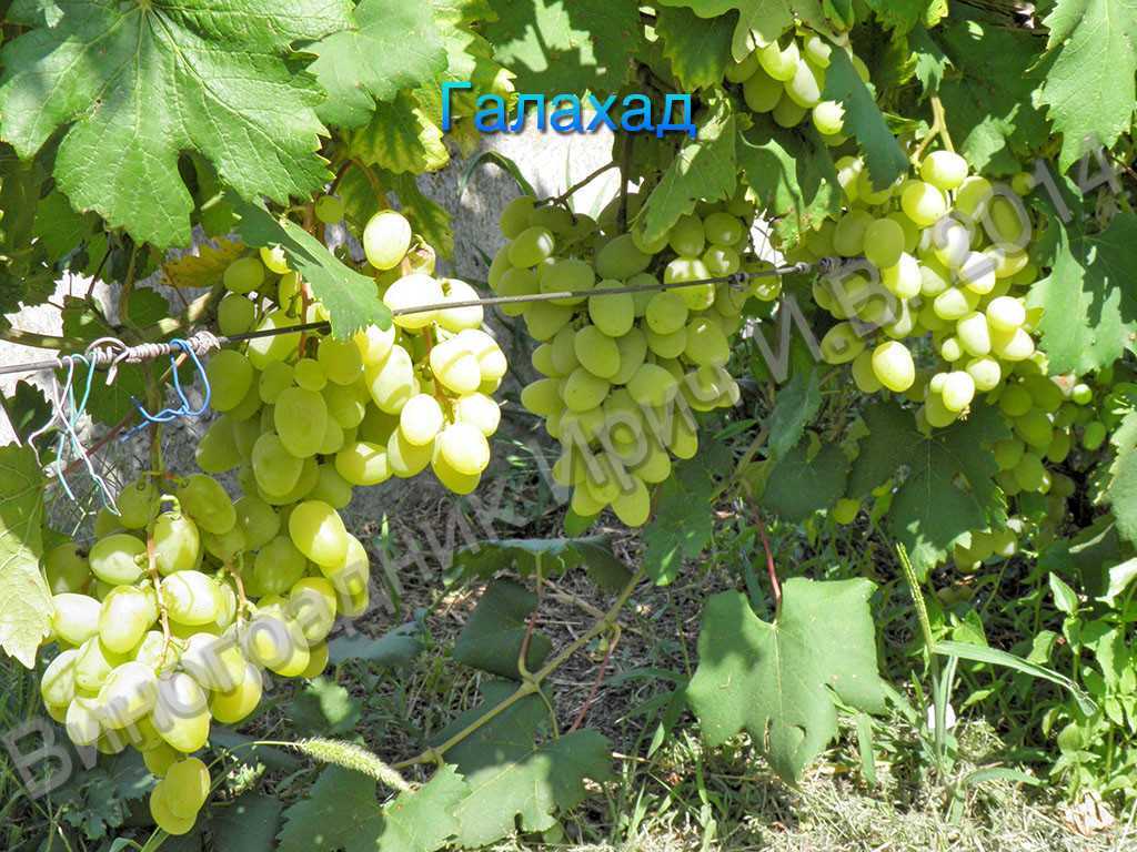 Виноград "галахад" описание сорта, фото, отзывы