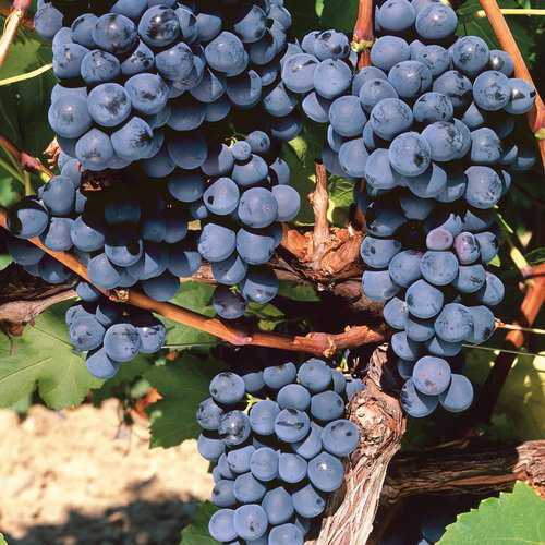 Виноград зилга: описание и характеристика сорта и секреты агротехники с фото