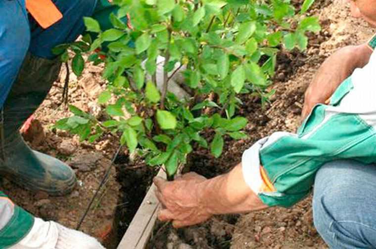 Растение барбарис: фото и описание, выращивание, сорта