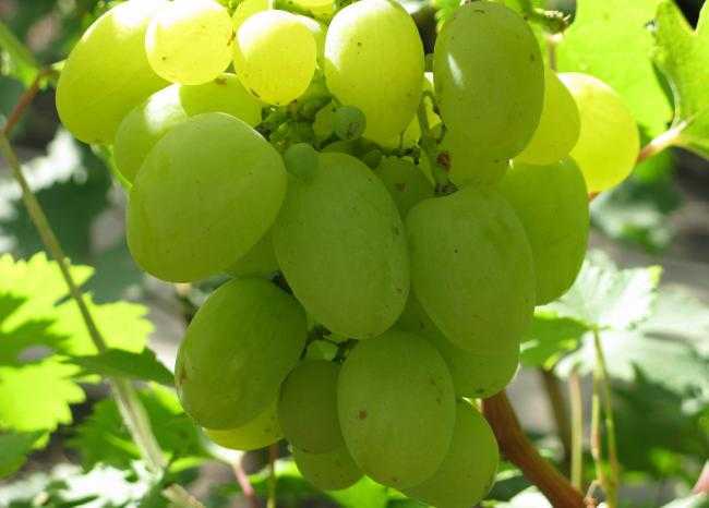 Сорта винограда по алфавиту, гибридные формы крайнова и красохиной