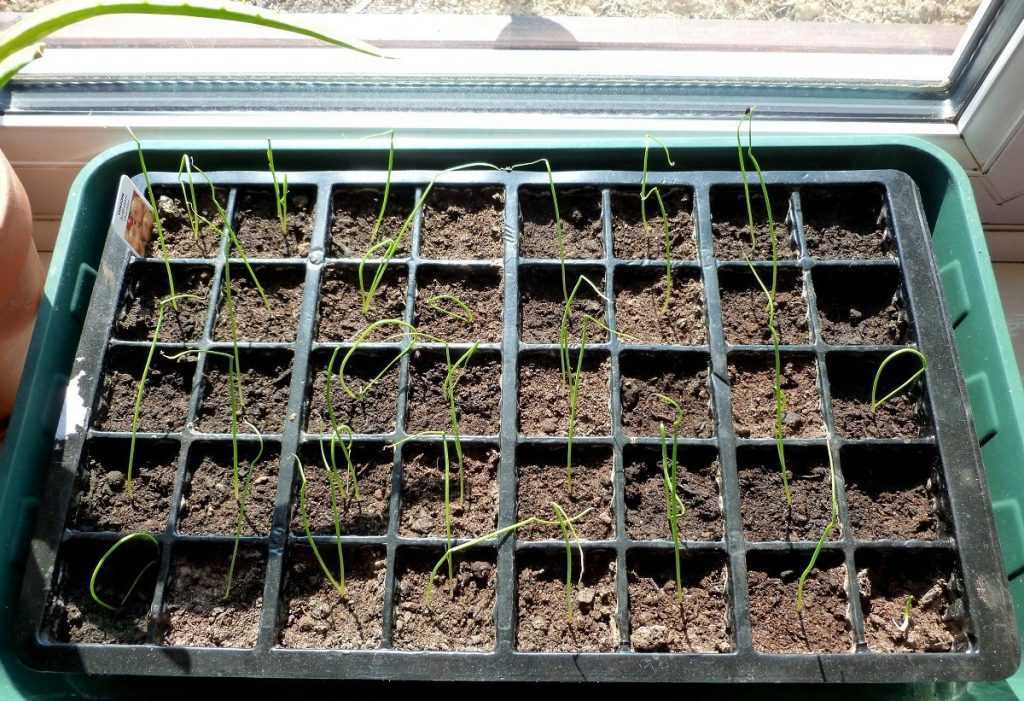 Примула из семян: выращивание, советы, хитрости, когда и как сажать на рассаду