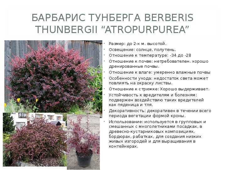 Барбарис обыкновенный (Berberis vulgaris).Описание растения. Применение в дизайне. Особенности выращивания. Фото барбариса обыкновенного.