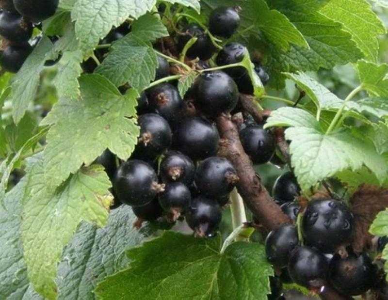 Смородина лентяй: описание сорта черной смородины, выращивание - посадка и уход