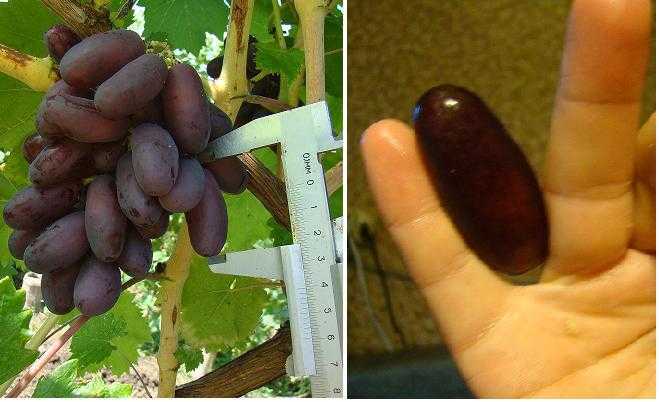 Элитный сорт винограда ведьмины пальцы: загадочность и изысканность в одном лице