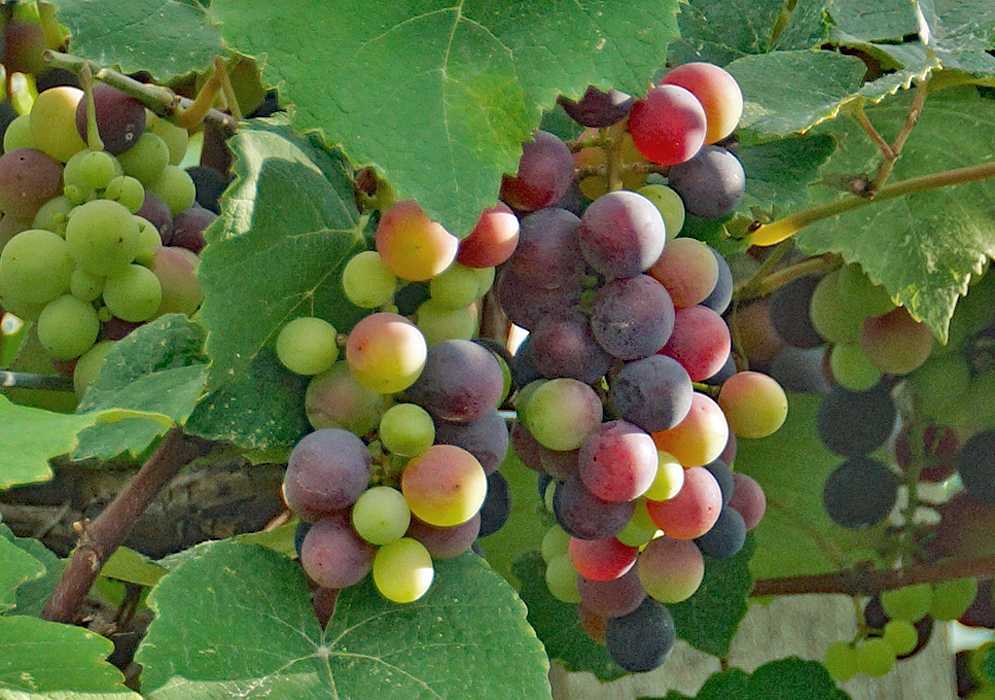 Описание винограда сорта «сенатор»: характеристики, фото, отзывы садоводов