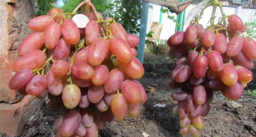 Сорт винограда юбилей новочеркасска: описание,отзывы,фото,видео