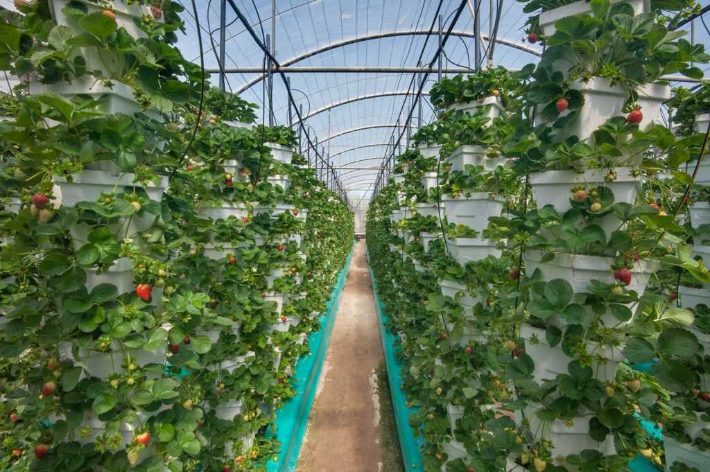 Выращивание клубники по голландской технологии - ягоды | описание, советы, отзывы, фото и видео