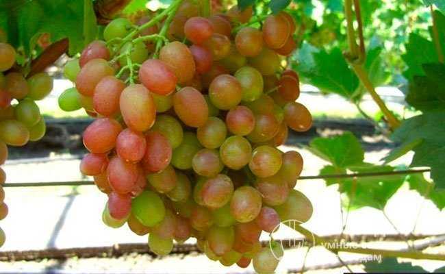Сорт винограда ливия: обрезка, посадка и уход