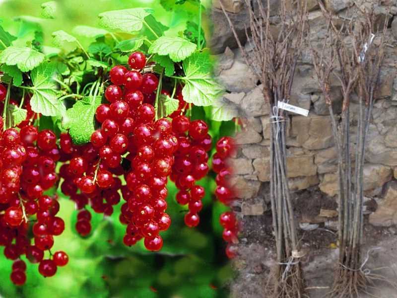 Смородина красная натали: описание популярного сорта, основные характеристики и особенности выращивания