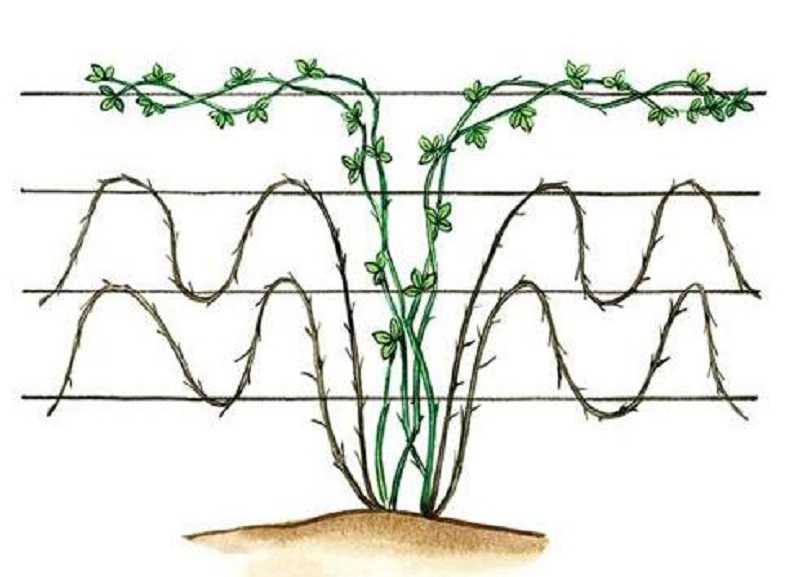 Выращивание ежевики, в том числе из семян, посадка и уход, особенности процесса в беларуси, подмосковье, украине, сибири, на урале
