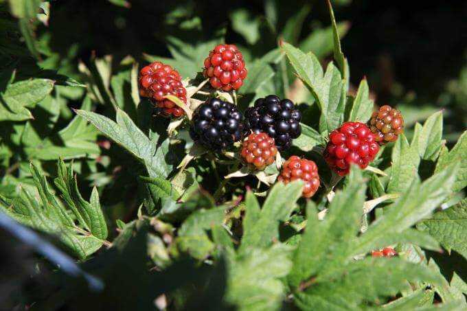 Сорт бесшипной ежевики торнлесс эвергрин (blackberry thornless evergreen) : описание сорта, фото отзывы садоводов