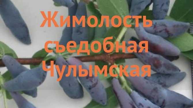Сорт крупноплодной сладкой жимолости лазурит: описание сорта, посадка и уход, опылители (сорта для опыления), фото