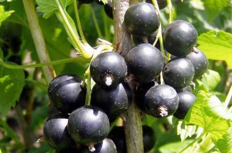 Черная смородина гулливер: описание сорта, уход и выращивание
