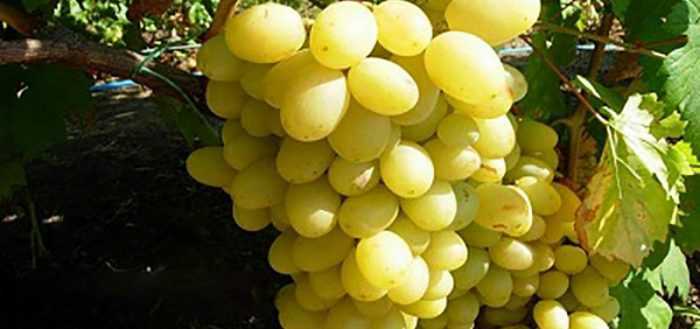 Сорт винограда ландыш — описание, отличительные черты, качество урожая
