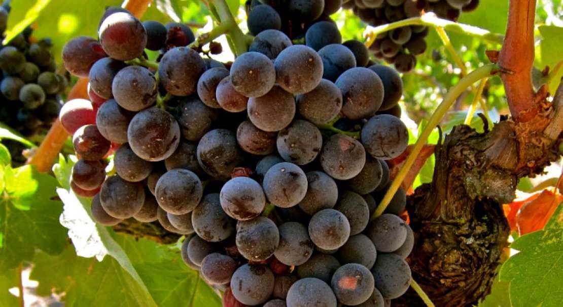 Виноград каберне совиньон: описание сорта, отзывы