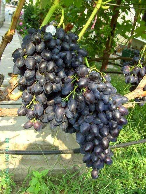 Белый столовый виноград «надежда аксайская»
