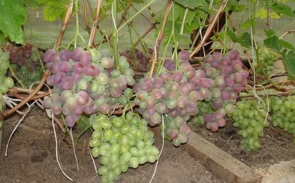 Виноград низина