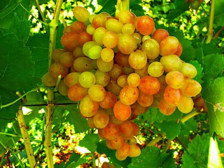 Виноград тасон описание сорта и его особенностей, фото и отзывы