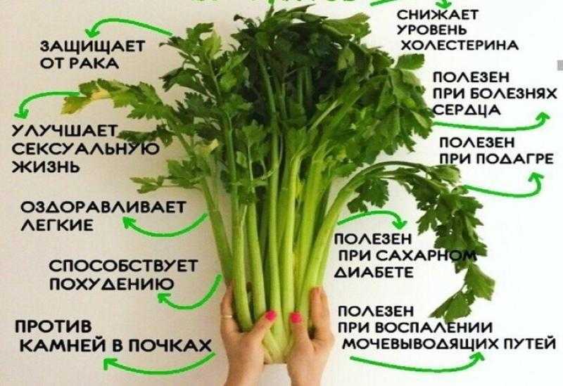 Сельдерей листовой: польза и вред, инструкция по выращиванию, как использовать листья в кулинарии и других целях