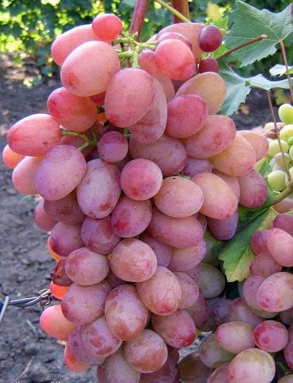 Сорта винограда по алфавиту + фото