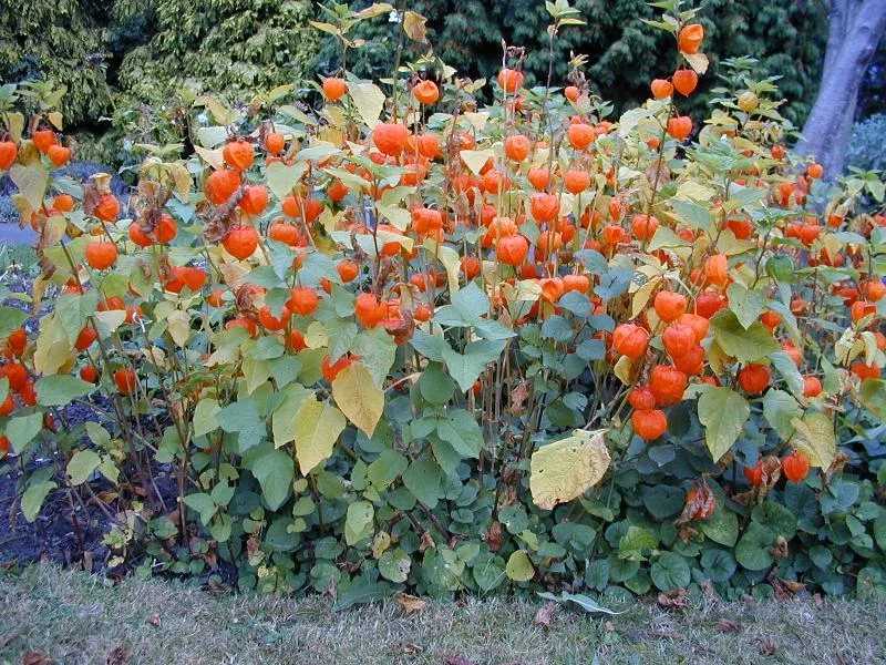 Физалис (55 фото): декоративный, ягодный, выращивание из семян, уход, название растения с оранжевыми ягодами в цветке