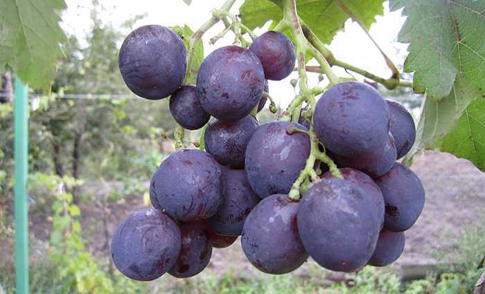 Описание сорта винограда граф монте кристо: фото и отзывы | vinograd-loza