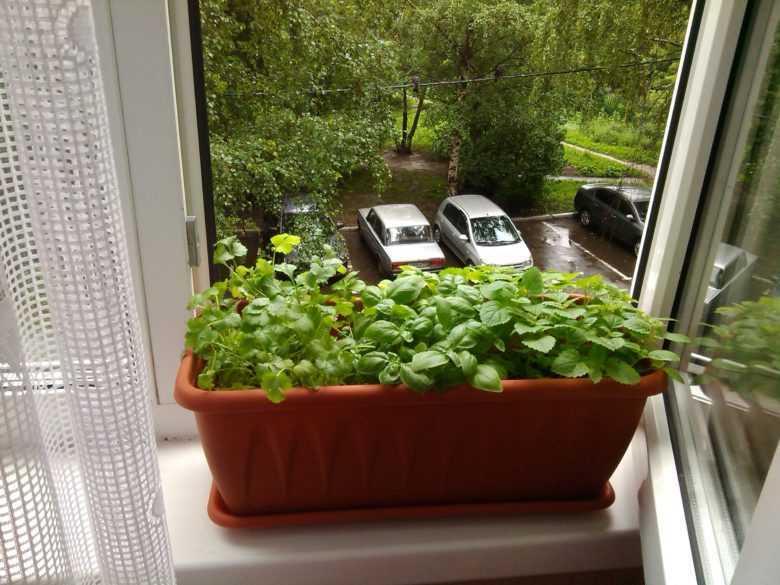 Кориандр на подоконнике: как вырастить в домашних условиях – сад и огород своими руками