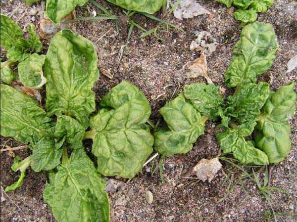 Посадка шпината семенами в открытый грунт: сроки посева и правила выращивания в огороде