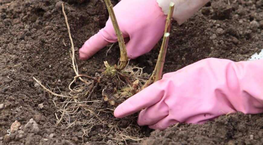 Выращивание и уход за ревенем в открытом грунте, как посадить и размножить