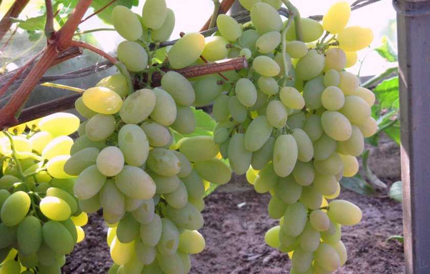 Сверхранние сорта винограда – выращиваем ягоду в северных широтах