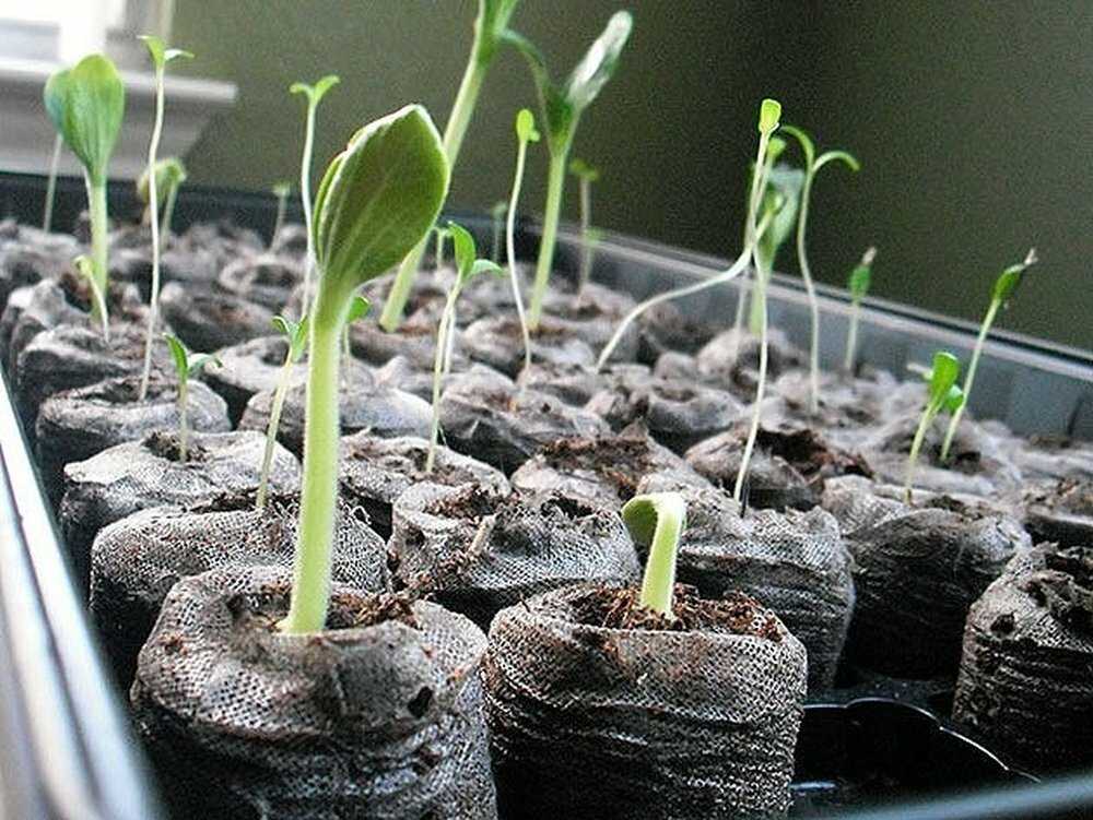 Выращивание аквилегии из семян: правила и схема