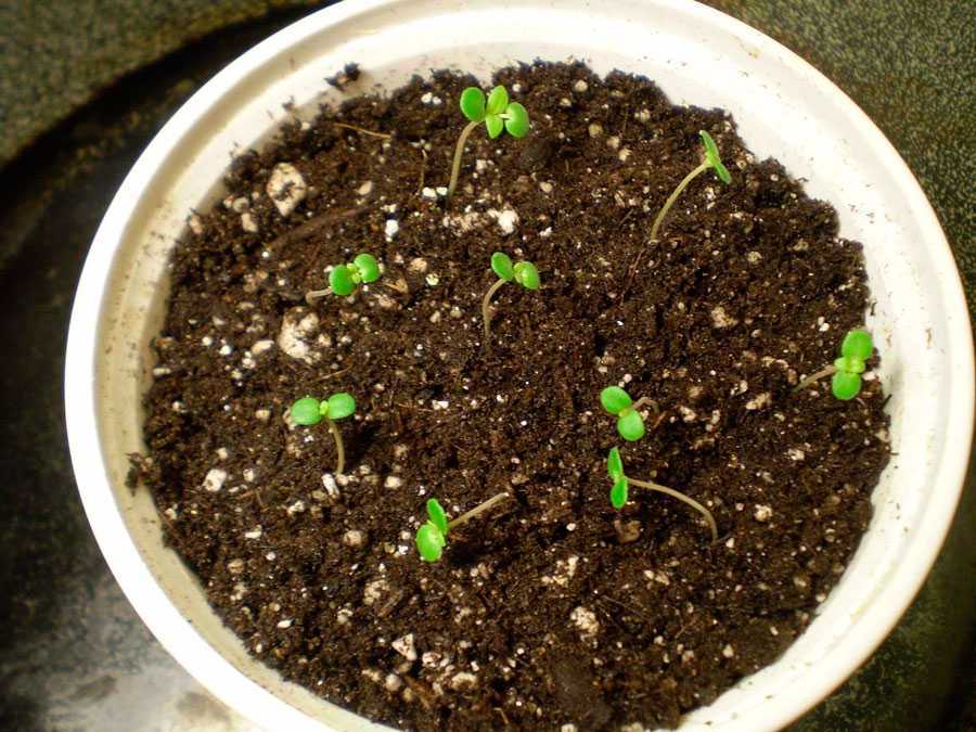 Как вырастить душицу из семян в домашних условиях. душица: выращивание из семян