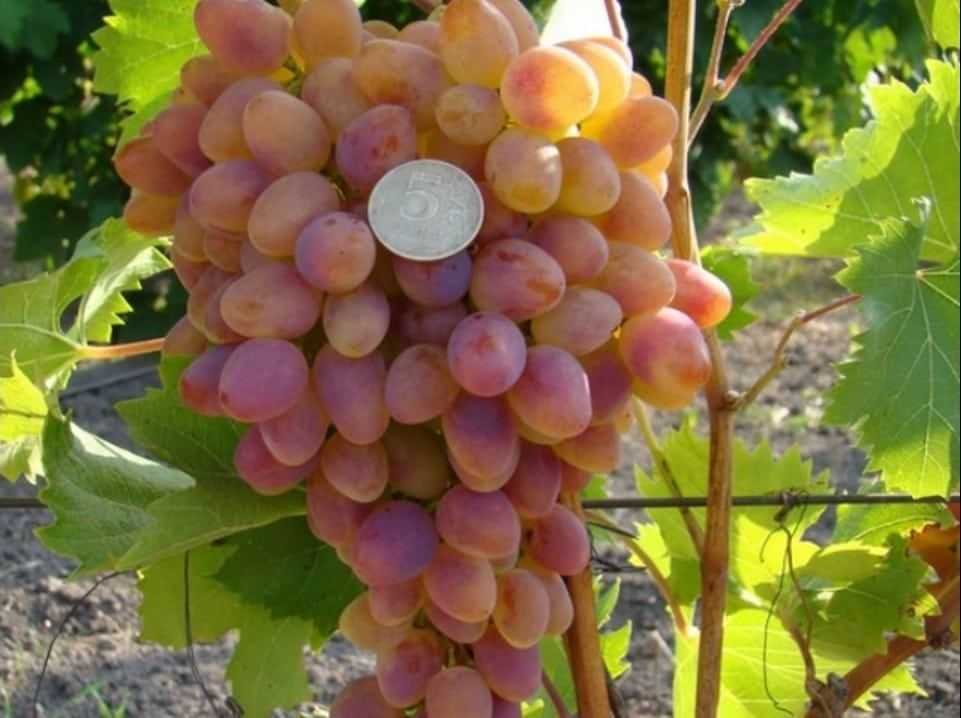 Виноград глазок. Первый виноград. Обрезка арочных сортов винограда. Виноград арочный описание сорта. Сорта винограда - плотная гроздь прямоугольной формы - картинки.
