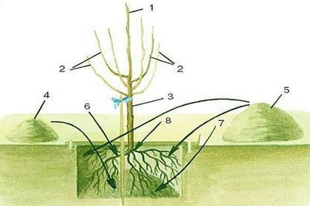 Как правильно посадить черешню