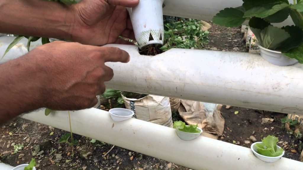 Выращивание клубники в трубах пвх, в том числе как подготовить грунт для посадки