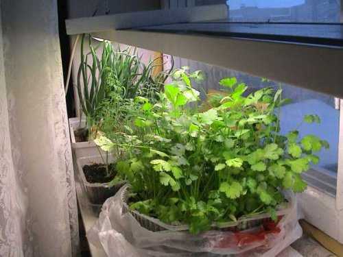 Как посадить петрушку на подоконнике в домашних условиях: особенности выращивания