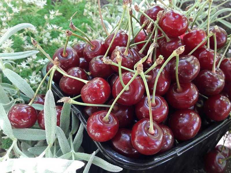 Радонеж вишня: характеристика и описание сорта, выращивание и уход