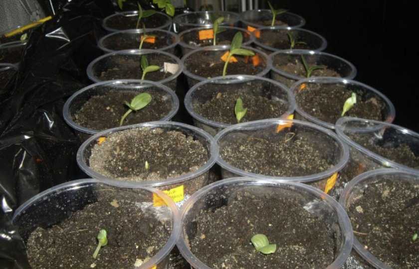 Как сажать арбузы в открытый грунт семенами, их замачивание и проращивание перед посадкой