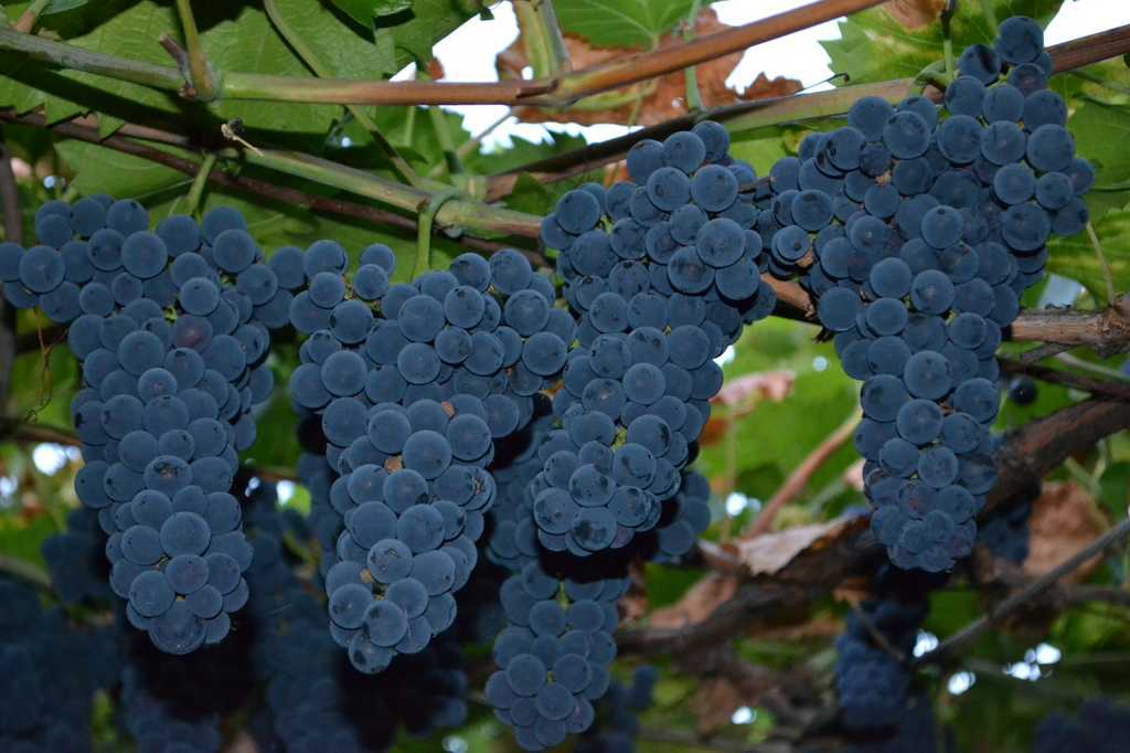 Неукрывной виноград для подмосковья – удачные сорта + видео