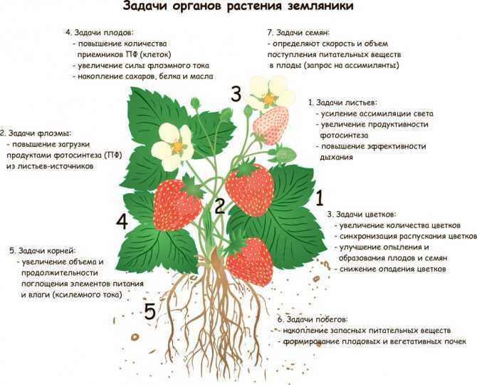 Особенности выращивания земляники золушка характеристики сорта