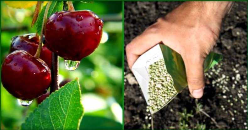 Вишня тургеневская (тургеневка): особенности сорта и советы садоводам