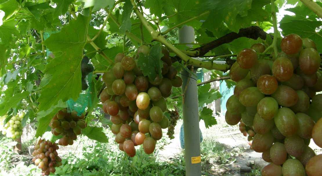 Виноград ливия: описание сорта, фото, особенности выращивания, болезни и вредители selo.guru — интернет портал о сельском хозяйстве