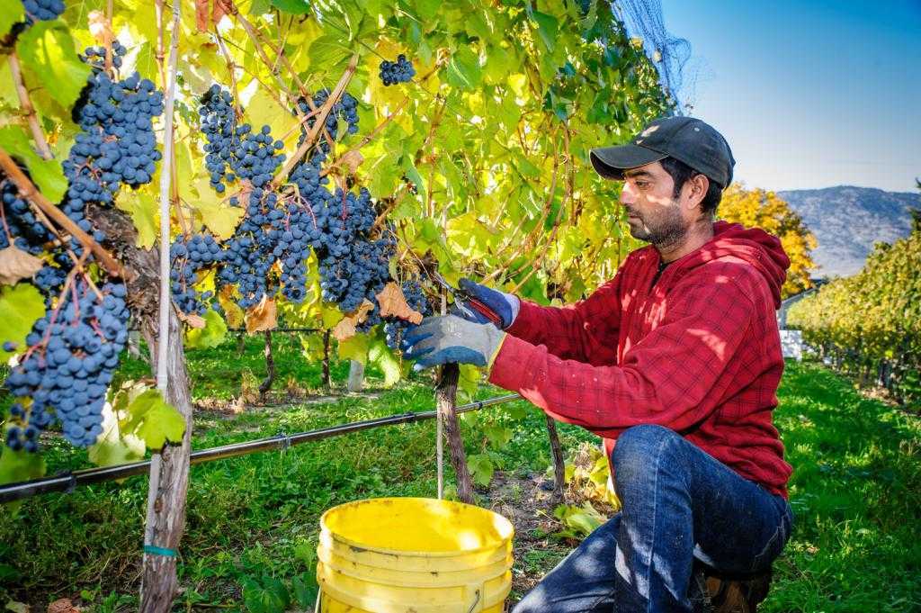 Достоинства и недостатки сорта винограда гарольд