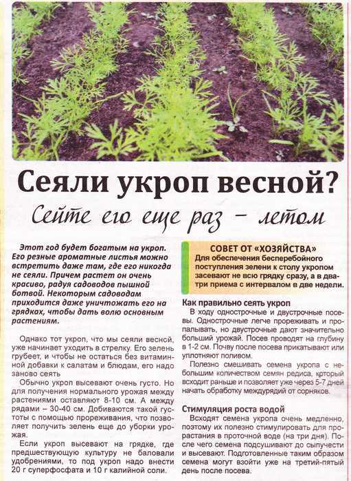 Как посеять петрушку, чтоб быстрее взошла: что надо сделать для правильной посадки семян в открытый грунт весной, как ускорить всходы, добиться за 3 дня прорастания? русский фермер