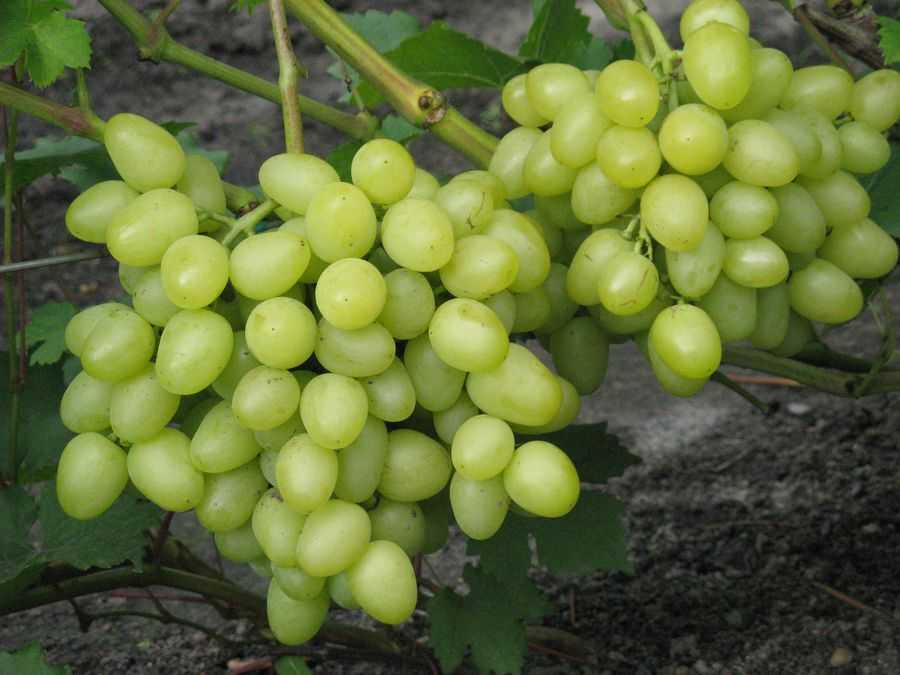 Виноград надежда аксайская